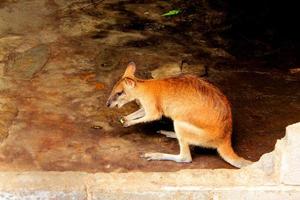 wallaby macropus agilis é um macrópode pequeno ou médio nativo de papua, austrália e nova guiné, foto