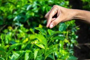 close-up dedo de mão de mulheres pegando folhas de chá em uma plantação de chá para produto, folhas de chá frescas selecionadas naturais em fazenda de chá na indonésia foto