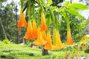 brugmansia amarela ou bunga terompet, trombeta de anjo ou flor de datura em um jardim foto