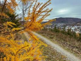 abeto amarelo na encosta de uma montanha, paisagem de outono foto