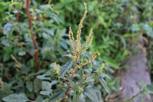 amaranthus spinosus ou bayam mentiroso foto