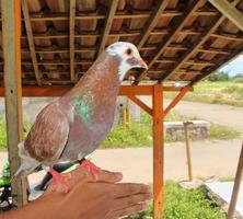 pombo de corrida sprint na mão foto