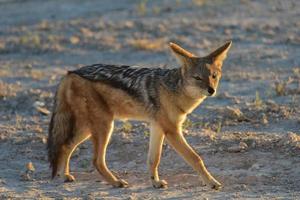 chacal - etosha, namíbia foto