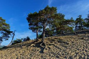 árvore ao longo da praia de areia da ilha de olkhon foto