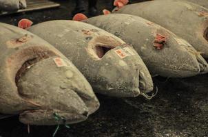 atum fresco do mercado de peixes tokyo tsukiji. foto