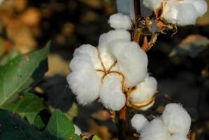 planta de algodão maduro em um campo na Turquia foto