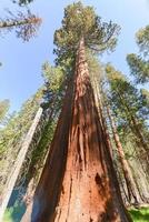 sequóias em mariposa grove, parque nacional de yosemite foto