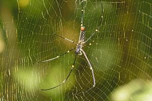 aranha tecelã orbe dourada do norte foto