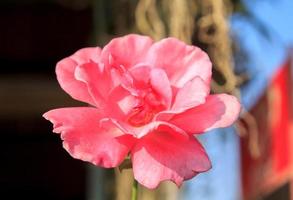 rosas rosa claro plantadas na frente da casa para decorar o jardim da frente para serem lindas, quentes e românticas são importantes no dia dos namorados e festivais. foto