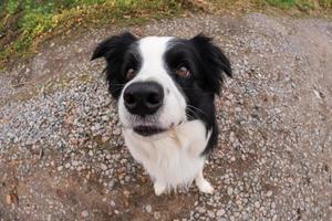 atividade do animal de estimação. cachorrinho border collie andando no parque ao ar livre. cão de estimação com cara engraçada, sentado na estrada em dia de verão. cuidados com animais de estimação e conceito de vida de animais engraçados. cão emocional engraçado. foto