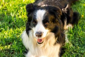 atividade do animal de estimação. lindo cachorrinho border collie deitado na grama ao ar livre. cão de estimação com cara engraçada descansando jogando ao ar livre. andando no parque com o conceito de cão. foto