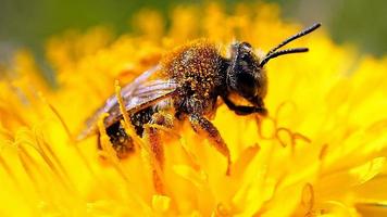 abelha coletando pólen em uma flor de dente-de-leão. Flor amarela. inseto no trabalho foto