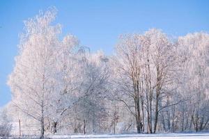paisagem de inverno com bétulas geladas e nevadas no campo coberto de neve. paisagem gelada foto