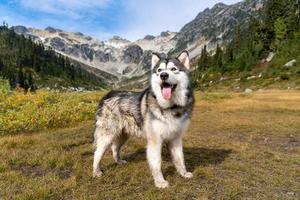 Malamute do Alasca em seu elemento foto