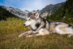 Malamute do Alasca nas montanhas foto