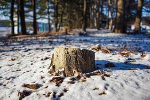 tirei uma foto de meia árvore e neve.