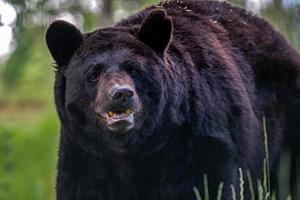 velho urso negro americano, ursus americanus foto