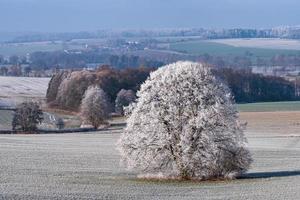 paisagem de inverno com árvores congeladas em campo e céu azul foto