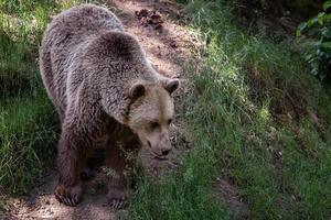 urso pardo - ursus arctos na floresta foto