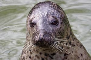 foca do porto - phoca vitulina com a cabeça acima da água verde foto