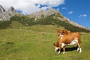 vacas no alp austríaco, áustria foto