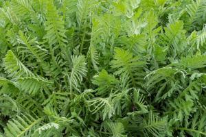 folhas verdes de achillea filipendula na primavera. plantas medicinais no jardim foto