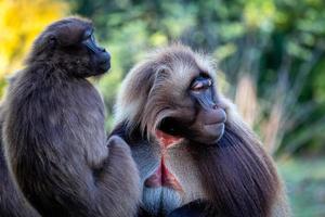 família de babuínos gelada - theropithecus gelada foto