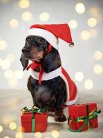 cão bassê bonito em um chapéu de Papai Noel no fundo de uma árvore de natal foto