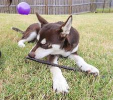 cachorrinho husky com um pedaço de carne foto