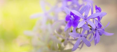 closeup de flor roxa sob a luz do sol com fundo de natureza de folha verde com espaço de cópia usando como plano de fundo paisagem de plantas naturais, conceito de página de capa de papel de parede de ecologia. foto