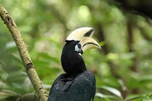 calau oriental em um mangue olhando para a câmera foto