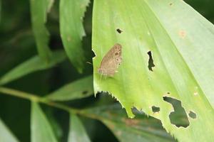 borboleta malaia de cinco anéis se aquecendo sob o sol foto