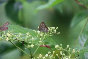 borboleta marrom em uma pequena flor foto