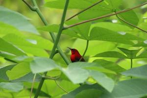 sunbird carmesim atrás das folhas sob a luz do sol foto