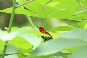 sunbird carmesim atrás das folhas sob a luz do sol foto