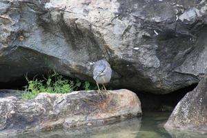 garça estriada em uma rocha foto