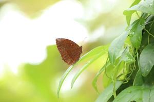 borboleta palmfly comum em uma folha de grama foto