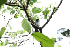 drongo bico de corvo no topo das árvores sob o sol foto