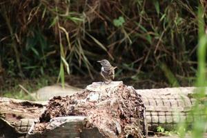 pega oriental robin close-up em um parque foto