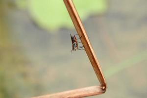 insetos que vivem em um mangue de reserva de parque natural foto
