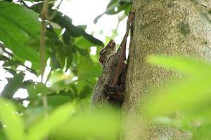 sunda colugo em uma reserva natural sob a sombra de uma reserva foto