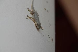lagartixa de casa comum em uma parede foto