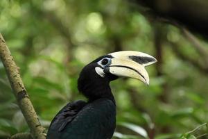 calau oriental em um mangue olhando para a câmera foto