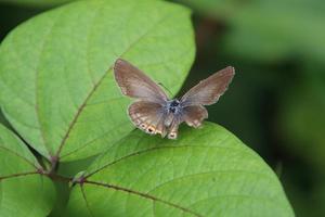 grama borboleta azul em uma folha foto