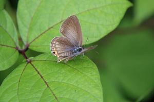 grama borboleta azul em uma folha foto