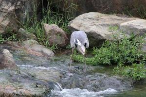 garça-real cinzenta em um parque foto