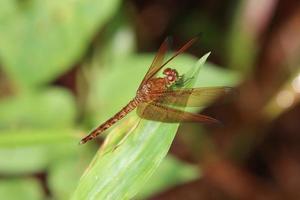 libélula guarda-sol comum em uma folha foto