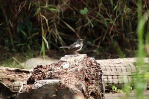 pega oriental robin close-up em um parque foto