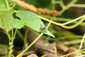 mosca de carne em uma folha preta suja foto