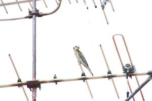 comedor de abelha de cauda azul em uma antena procurando insetos para comer foto